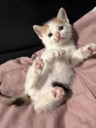 Lost Female Cat last seen Victory st & cavell st, Roselle, NJ 07203