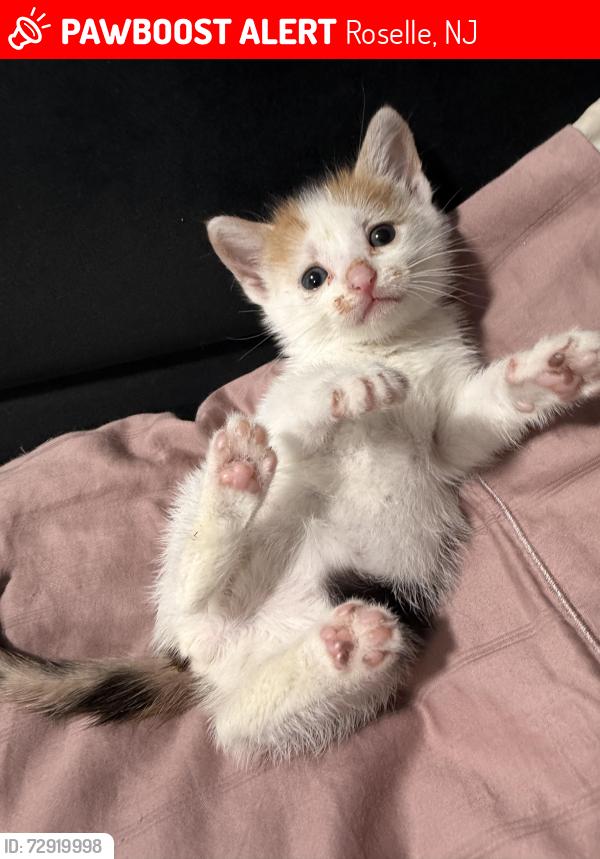 Lost Female Cat last seen Victory st & cavell st, Roselle, NJ 07203