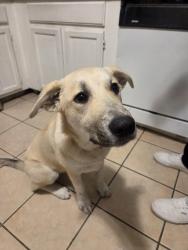 Found/Stray Female Dog last seen West bellfort., Sugar Land, TX 77498