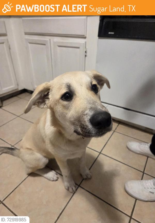 Found/Stray Female Dog last seen West bellfort., Sugar Land, TX 77498