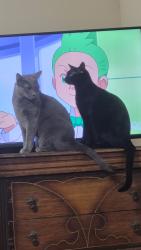 Lost Male Cat last seen Cheatham Dam Rd  to Kimbrough Road , Ashland City, TN 37015
