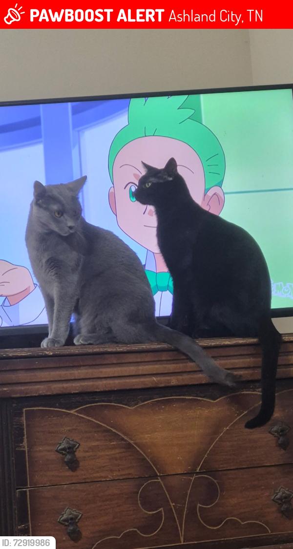 Lost Male Cat last seen Cheatham Dam Rd  to Kimbrough Road , Ashland City, TN 37015