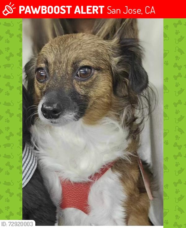 Lost Female Dog last seen orchard glen, San Jose, CA 95111