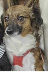 Lost Female Dog last seen orchard glen, San Jose, CA 95111