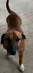 Found/Stray Male Dog last seen N 131 St and Polfer Rd, Piper, KS 66109, Kansas City, KS 66109