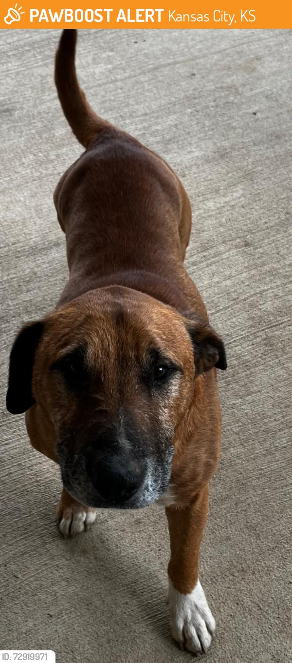 Found/Stray Male Dog last seen N 131 St and Polfer Rd, Piper, KS 66109, Kansas City, KS 66109