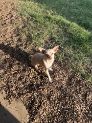 Lost Female Dog last seen Arkansas ln, Daniel dr/Allen Ave, Arlington, TX 76014