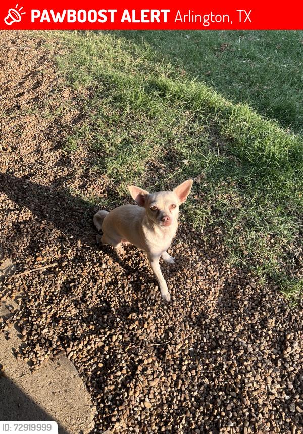 Lost Female Dog last seen Arkansas ln, Daniel dr/Allen Ave, Arlington, TX 76014