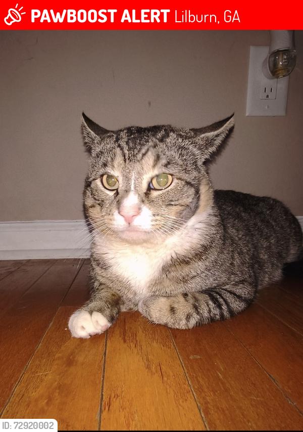 Lost Male Cat last seen Huntington , Lilburn, GA 30047