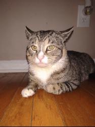 Lost Male Cat last seen Huntington , Lilburn, GA 30047