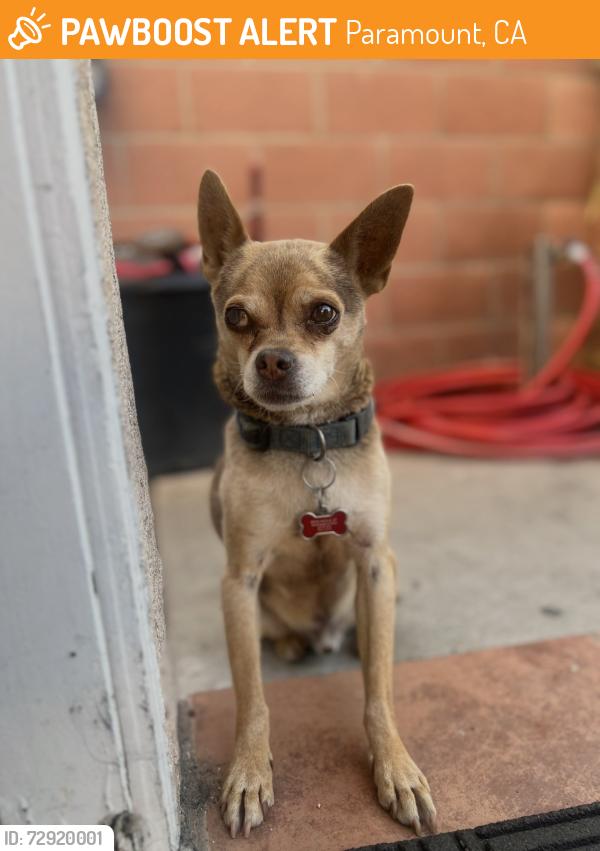 Found/Stray Male Dog last seen Paramount BLVD, Paramount, CA 90723