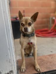 Found/Stray Male Dog last seen Paramount BLVD, Paramount, CA 90723
