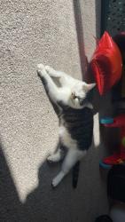 Lost Male Cat last seen 16th ave and 7th, Nampa, ID 83651