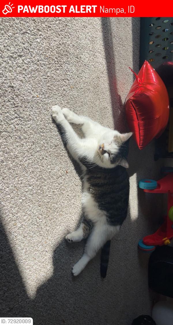 Lost Male Cat last seen 16th ave and 7th, Nampa, ID 83651