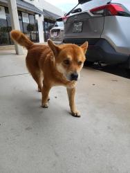 Found/Stray Male Dog last seen Bellaire & Turtlewood, Houston, TX 77072