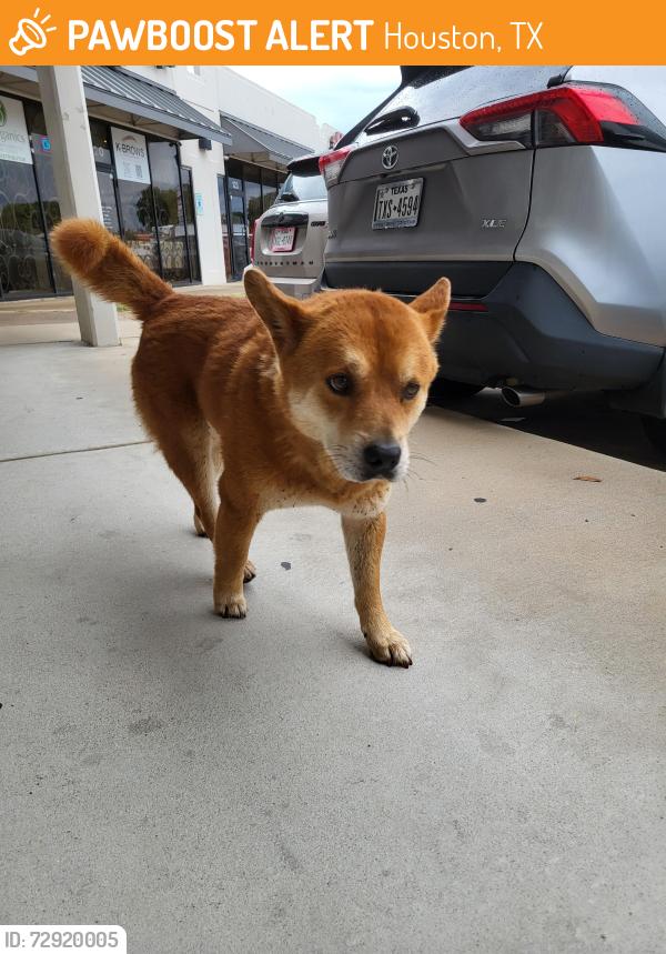 Found/Stray Male Dog last seen Bellaire & Turtlewood, Houston, TX 77072