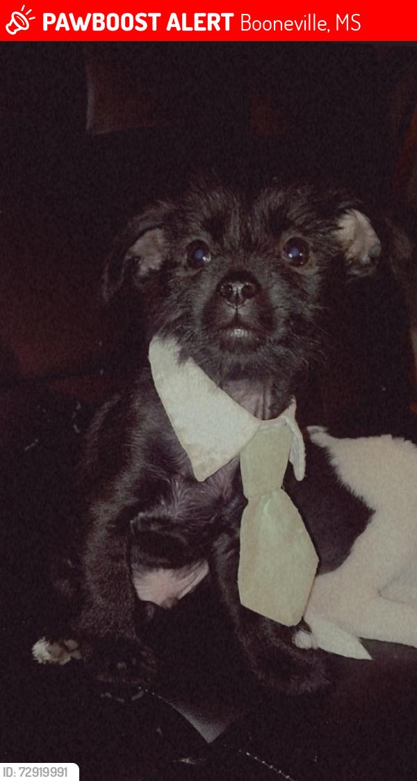 Lost Male Dog last seen In the woods across from Hardee's , Booneville, MS 38829