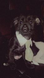 Lost Male Dog last seen In the woods across from Hardee's , Booneville, MS 38829