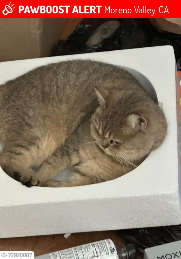 Lost Female Cat last seen Eucalyptus Ave/Day St, Moreno Valley, CA 92553