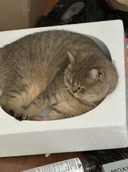 Lost Female Cat last seen Eucalyptus Ave/Day St, Moreno Valley, CA 92553
