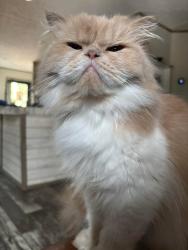 Lost Female Cat last seen Hwy 90 & Clint Mason rd, Okaloosa County, FL 32539