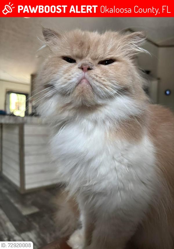 Lost Female Cat last seen Hwy 90 & Clint Mason rd, Okaloosa County, FL 32539