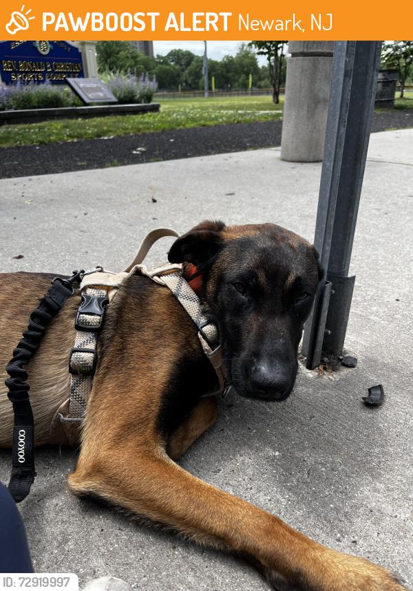 Found/Stray Male Dog last seen Elizabeth Ave and Chancellor, Newark, NJ 07114