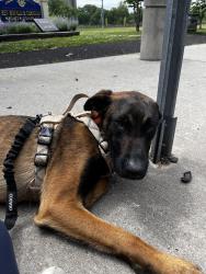 Found/Stray Male Dog last seen Elizabeth Ave and Chancellor, Newark, NJ 07114