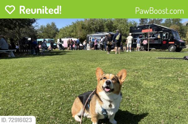 Reunited Male Dog last seen Golden springs and sunset crossing, Diamond Bar, CA 91765
