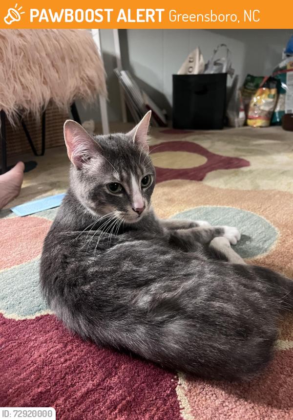 Found/Stray Male Cat last seen Guilford Square office building near Tower Rd., Greensboro, NC 27410