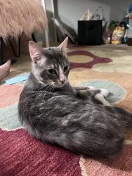 Found/Stray Male Cat last seen Guilford Square office building near Tower Rd., Greensboro, NC 27410