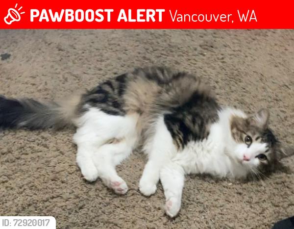 Lost Male Cat last seen 168th Ave, 35th way, heritage park, Vancouver, WA 98683