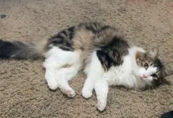 Lost Male Cat last seen 168th Ave, 35th way, heritage park, Vancouver, WA 98683