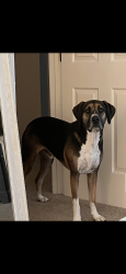 Reunited Male Dog last seen Mclaws Trail in between Plank Road and Old Plank Road, Spotsylvania County, VA 22553