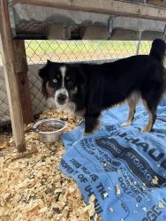 Reunited Male Dog last seen County rd 408, Floresville, TX 78114