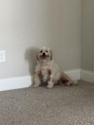 Found/Stray Female Dog last seen Near Cleveland hwy , Dalton, GA 30721
