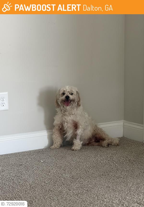 Found/Stray Female Dog last seen Near Cleveland hwy , Dalton, GA 30721