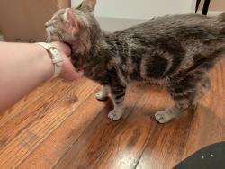 Found/Stray Unknown Cat last seen Fremont Street, Columbus, OH 43204