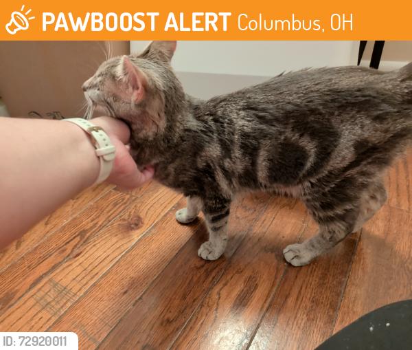 Found/Stray Unknown Cat last seen Fremont Street, Columbus, OH 43204