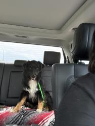 Reunited Male Dog last seen County rd 406, Floresville, TX 78114