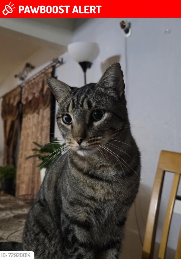 Lost Male Cat last seen Near raymond cir, Altamonte Springs, FL 32714