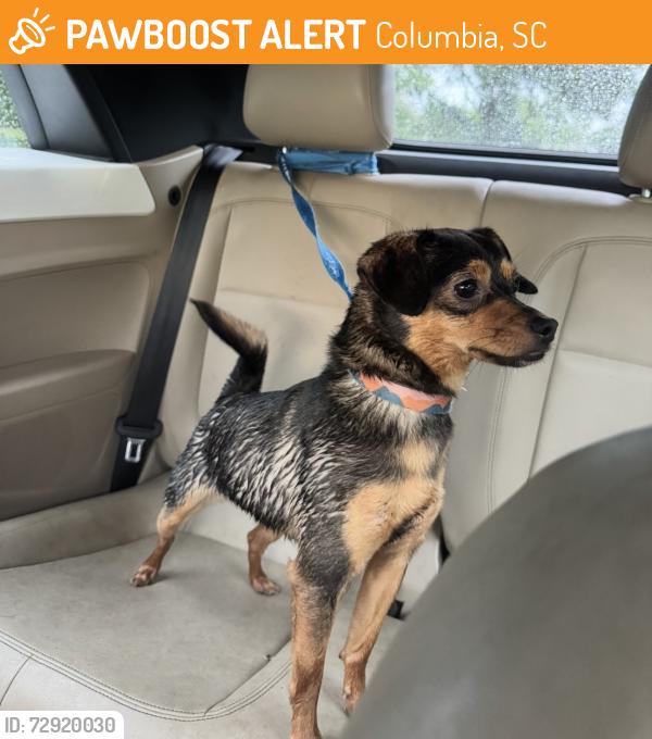 Found/Stray Unknown Dog last seen Blossom st and Huger St, Columbia, SC 29201