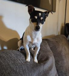 Reunited Male Dog last seen Walerga and Elkhorn, North Highlands, CA 95660