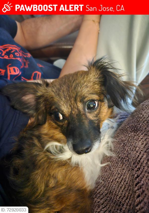 Lost Female Dog last seen Seven trees San Jose CA, San Jose, CA 95111