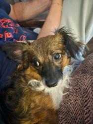 Lost Female Dog last seen Seven trees San Jose CA, San Jose, CA 95111
