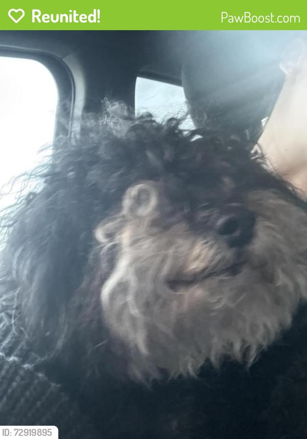 Reunited Female Dog last seen Never will and pico , Los Angeles, CA 90035
