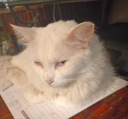 Reunited Female Cat last seen Eastern/Harris , Las Vegas, NV 89101