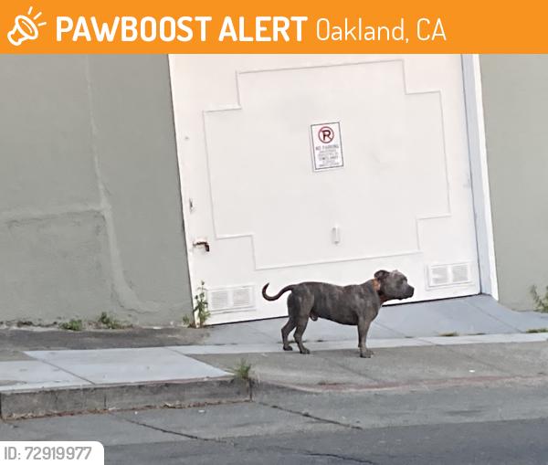 Found/Stray Male Dog last seen E. 21st St., Oakland, CA 94606