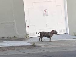 Found/Stray Male Dog last seen E. 21st St., Oakland, CA 94606