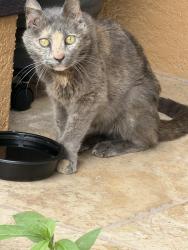 Lost Unknown Cat last seen San Miguel /Montery, Poinciana, FL 34759